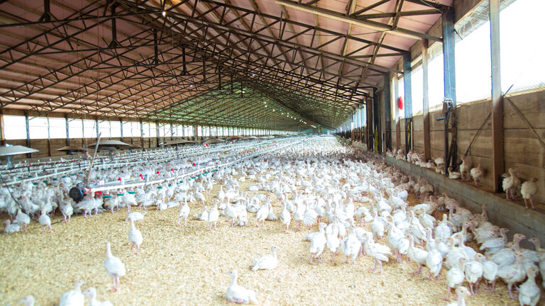 chicken production process