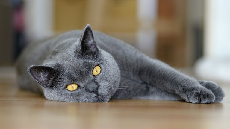 Chartreux Cat Lying On Floor.jpg