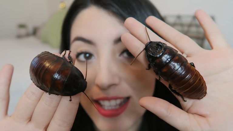 Madagascan Hissing Cockroaches