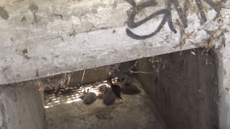 Rescuers Saved A Litter Of Cats From A Storm Drain intro