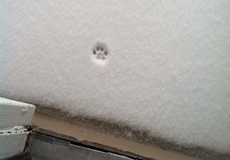 cat paw print