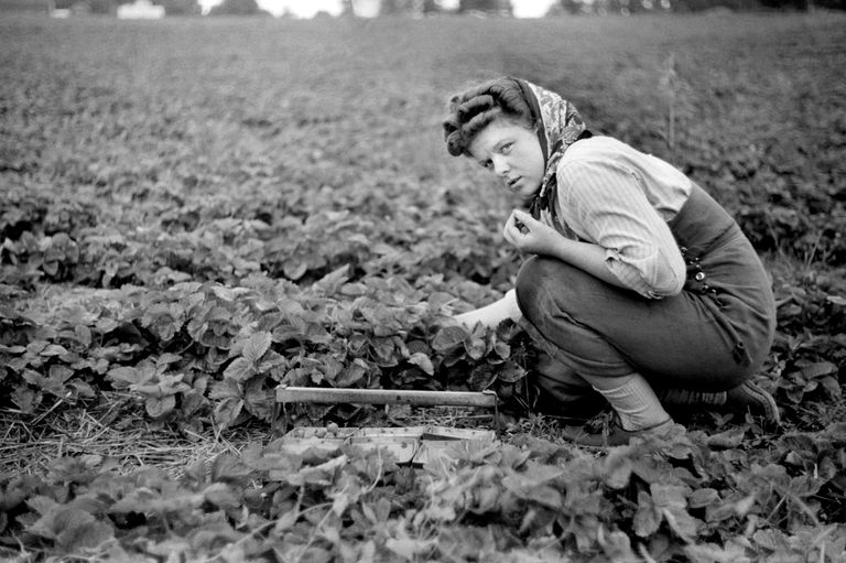 https://www.gettyimages.co.uk/detail/news-photo/strawberry-picker-berrien-county-michigan-usa-john-vachon-news-photo/982759552 strawberry picker