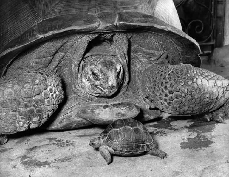 https://www.gettyimages.co.uk/detail/news-photo/giant-tortoises-at-bristol-zoo-january-1966-news-photo/1450378102?phrase=giant%20tortoise&adppopup=true
