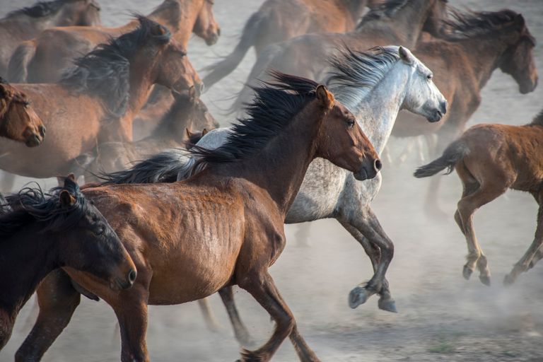 https://www.gettyimages.co.uk/detail/photo/running-wild-horses-royalty-free-image/1205057739?phrase=wild%20horses%20running