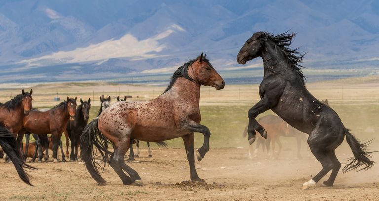 https://www.gettyimages.co.uk/detail/photo/wild-horse-stallions-fighting-royalty-free-image/997892180?phrase=wild%20mustang%20horse&adppopup=true