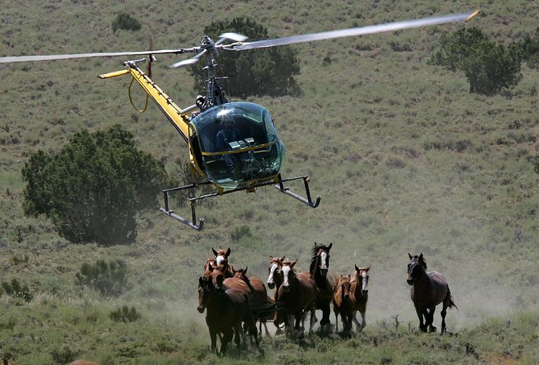 https://www.gettyimages.co.uk/detail/news-photo/helicopter-pilot-rick-harmon-of-kg-livestock-rounds-up-a-news-photo/53214929?phrase=wild%20mustang%20horse&adppopup=true