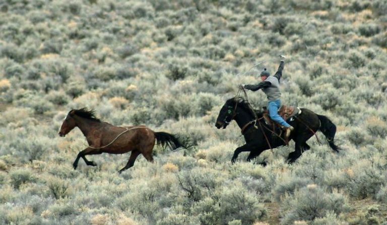 https://www.gettyimages.co.uk/detail/news-photo/cowboy-lassos-a-wild-mustang-once-captured-the-mustangs-news-photo/867446360?phrase=wild%20mustang%20horse&adppopup=true