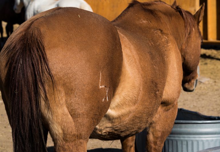 https://www.gettyimages.co.uk/detail/photo/close-up-branded-ranch-horse-rear-end-royalty-free-image/1285689702?phrase=brand%20mark%20on%20horse