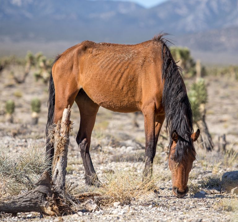 https://www.gettyimages.co.uk/detail/photo/nevada-wild-mare-royalty-free-image/479353844?phrase=skinny%20wild%20horse