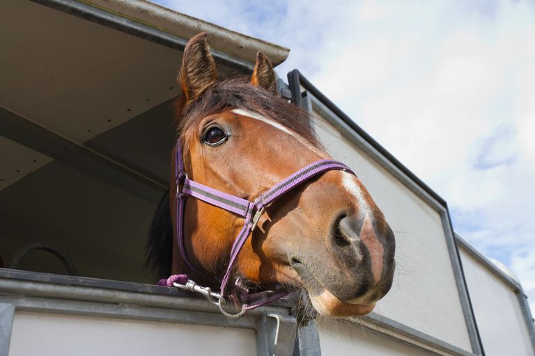 https://www.gettyimages.co.uk/detail/photo/hosres-head-looking-down-from-horse-box-royalty-free-image/541311558?phrase=horse%20trailer