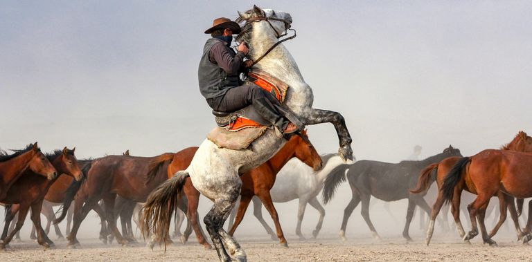 https://www.gettyimages.co.uk/detail/photo/cowboy-riding-horses-cowboy-on-rearing-horse-dog-royalty-free-image/1289615303?phrase=wild%20mustang%20horse&adppopup=true