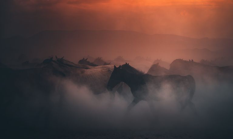https://www.gettyimages.co.uk/detail/photo/herd-of-wild-horses-running-gallop-in-dust-at-royalty-free-image/1199506860?phrase=wild%20mustang%20horse&adppopup=true