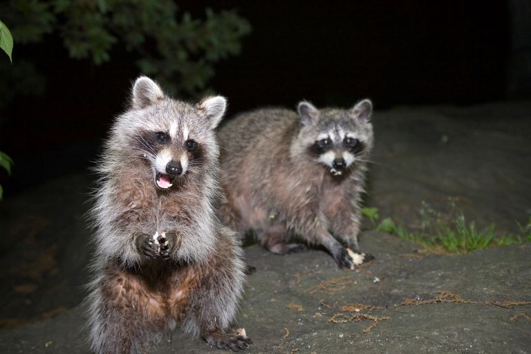 https://www.gettyimages.co.uk/detail/photo/raccoons-in-central-park-royalty-free-image/920193956 raccoons