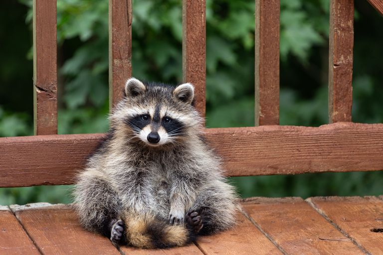 https://www.gettyimages.co.uk/detail/photo/close-up-portrait-of-a-raccoon-royalty-free-image/1309248797 raccoon