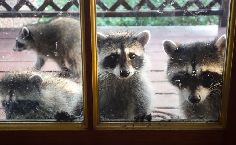 https://www.gettyimages.co.uk/detail/photo/portrait-of-raccoons-by-window-royalty-free-image/743734601 raccoons