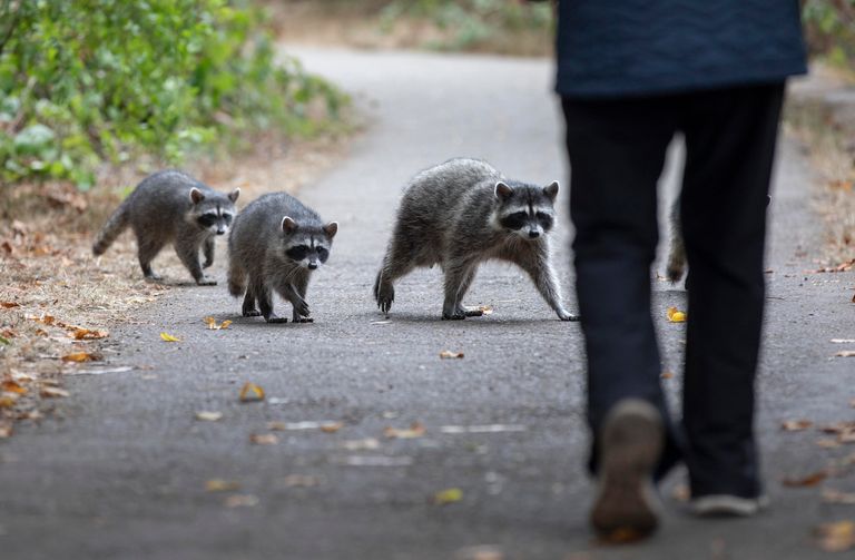 https://www.gettyimages.co.uk/detail/news-photo/racoons-are-seen-at-golden-gate-park-on-september-29-2020-news-photo/1277589935 raccoons