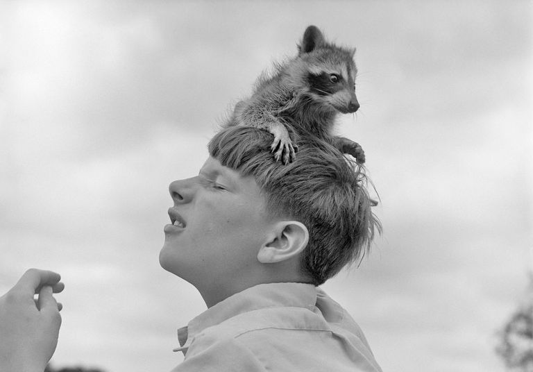 https://www.gettyimages.co.uk/detail/news-photo/1950s-young-raccoon-sitting-on-boys-head-stunt-funny-pet-news-photo/1062092638 raccoon