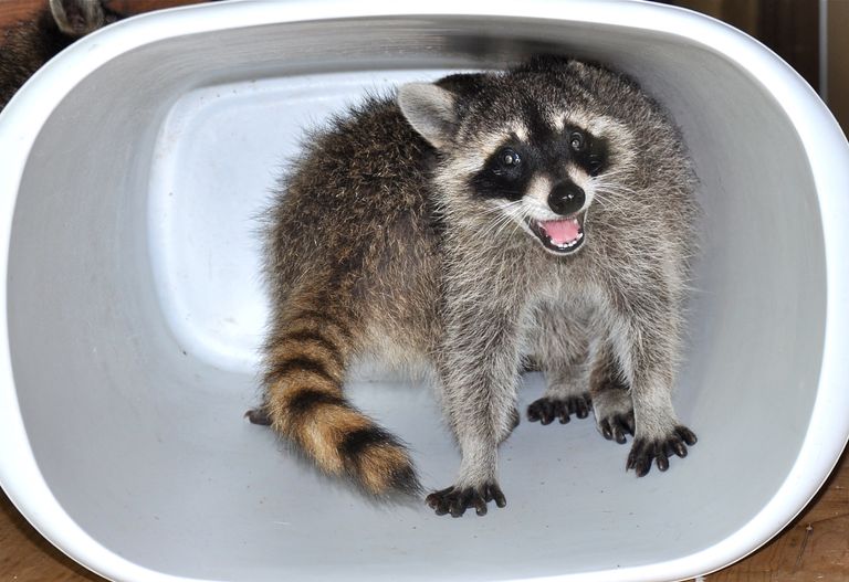 https://www.gettyimages.co.uk/detail/photo/raccoon-in-trash-can-royalty-free-image/176837357 raccoon