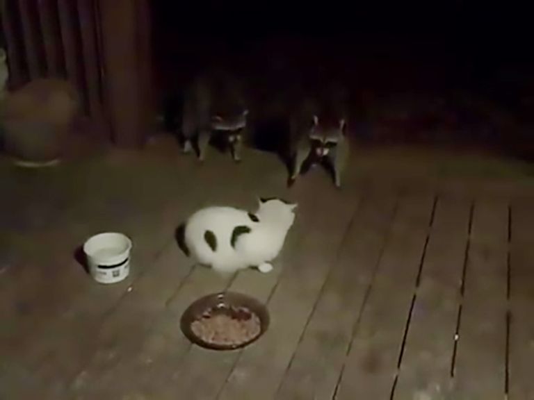 raccoons vs cat