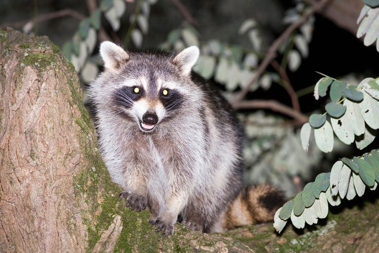 https://www.gettyimages.co.uk/detail/photo/raccoon-on-a-tree-royalty-free-image/524621393 raccoon