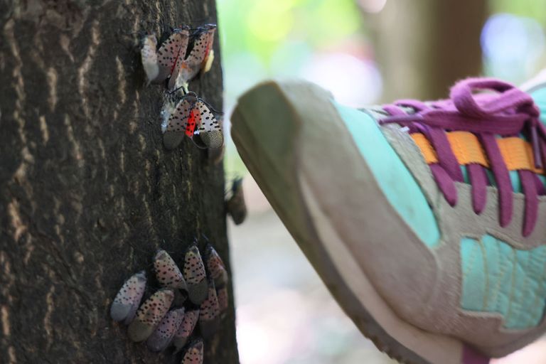https://www.gettyimages.co.uk/detail/news-photo/student-with-the-after-school-outdoor-education-class-news-photo/1427706668?phrase=lanternflies&adppopup=true