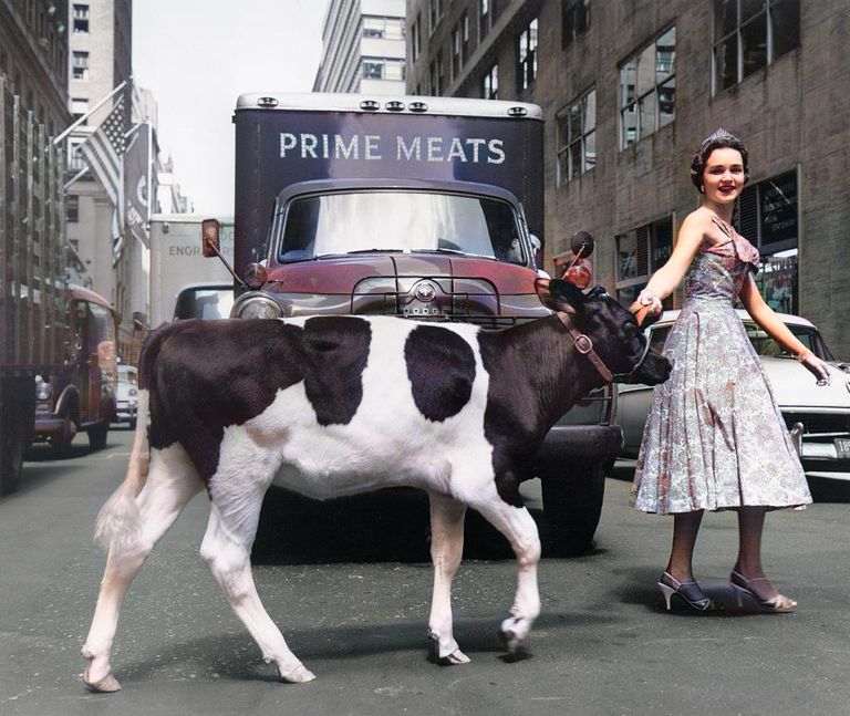https://www.gettyimages.co.uk/detail/news-photo/new-york-ny-milkmaid-princess-kay-leads-400-pound-prize-news-photo/514690818?phrase=1950%20new%20york&adppopup=true