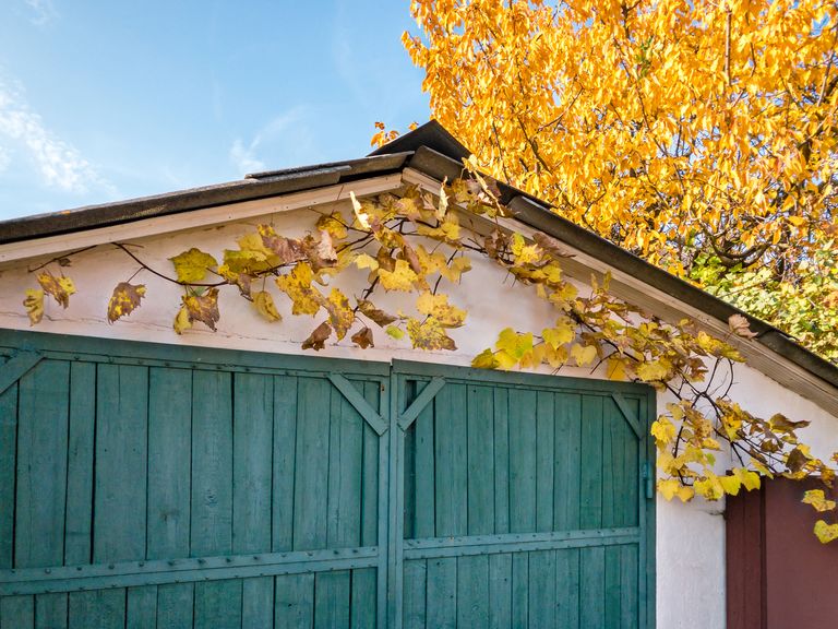 https://www.gettyimages.co.uk/detail/photo/green-old-garage-doors-with-vines-in-fall-colors-royalty-free-image/1189863765?phrase=detached%20garage%20home%20&adppopup=true