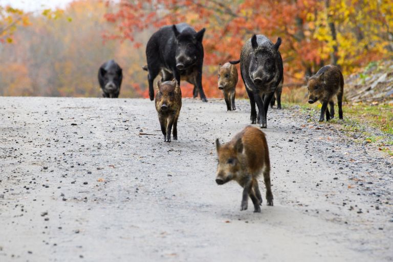 https://www.gettyimages.co.uk/detail/news-photo/wild-boars-in-parc-omega-quebec-canada-on-1st-november-2017-news-photo/872236896?phrase=canadian%20pigs&adppopup=true