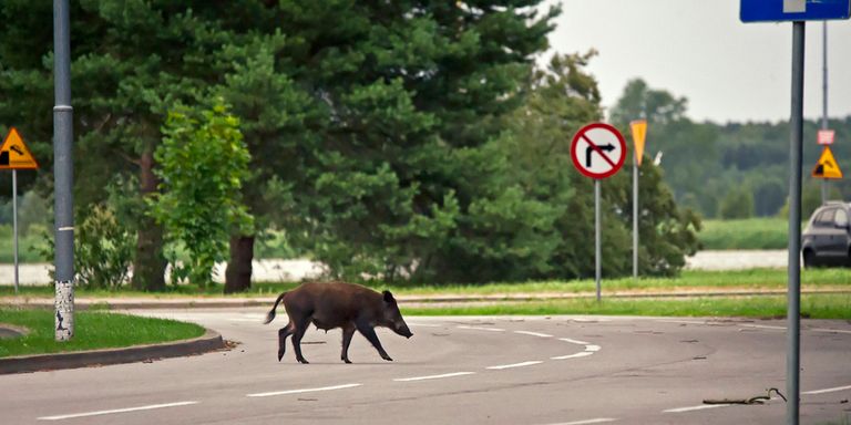 https://www.gettyimages.co.uk/detail/photo/wild-boar-crossing-the-road-royalty-free-image/497960658?phrase=wild%20boar%20&adppopup=true