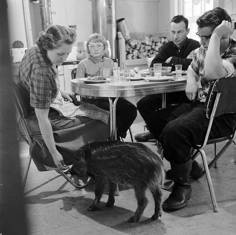 https://www.gettyimages.co.uk/detail/news-photo/domesticated-boar-ginger-hangs-around-the-family-dining-news-photo/3349618?phrase=wild%20boars%20united%20states&adppopup=true