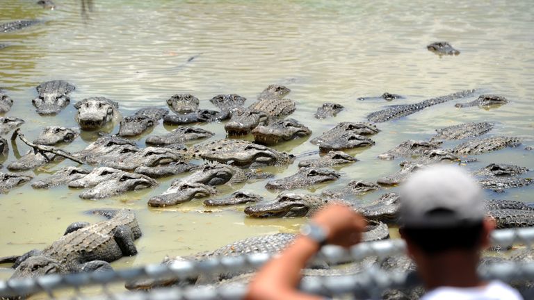 https://www.gettyimages.com/detail/news-photo/tourists-visit-an-alligator-farm-at-the-everglades-national-news-photo/1040132982
