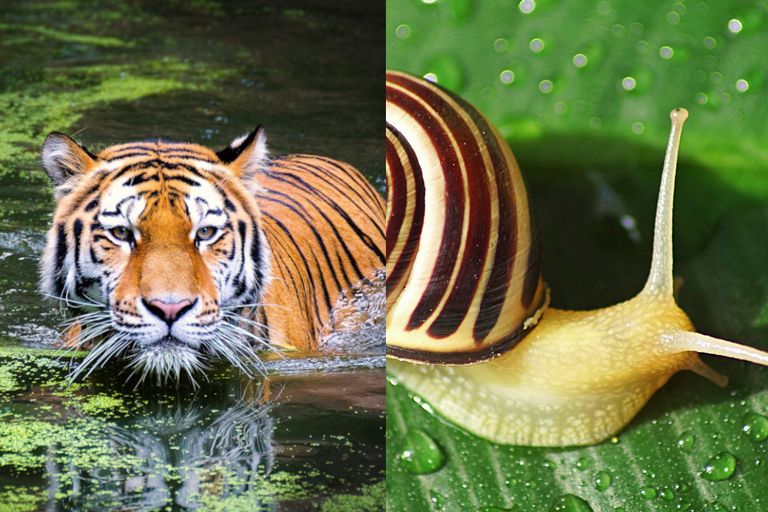 https://www.gettyimages.co.uk/detail/photo/portrait-of-tiger-in-lake-royalty-free-image/1383519447?phrase=TIGER&adppopup=true  |  https://www.gettyimages.co.uk/detail/photo/high-angle-view-of-snail-on-wet-leaf-royalty-free-image/676886091?phrase=SNAILS&adppopup=true