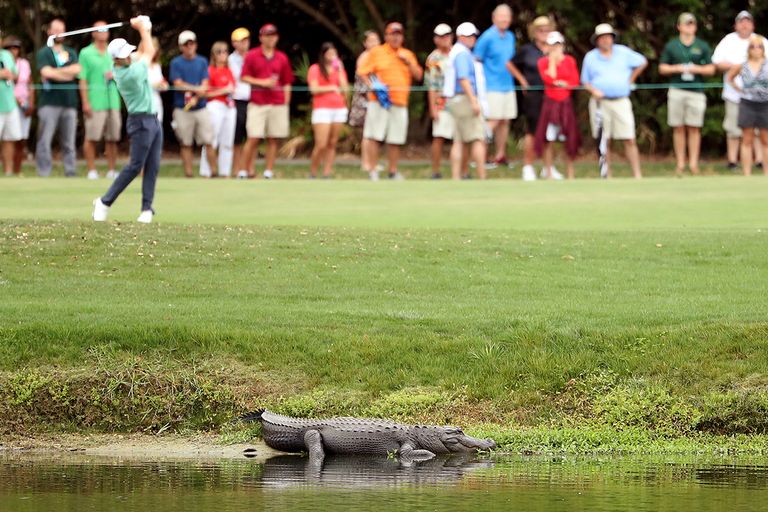 https://www.gettyimages.com/detail/news-photo/an-alligator-lies-near-the-third-fairway-as-patrick-cantlay-news-photo/652575264