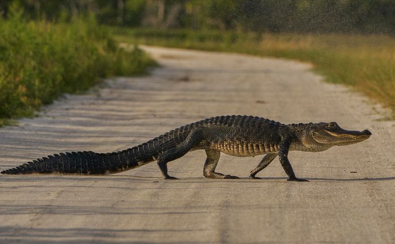 https://www.gettyimages.com/detail/photo/american-alligator-in-orlando-wetlands-park-in-royalty-free-image/1145916638?phrase=alligators%20Florida%20