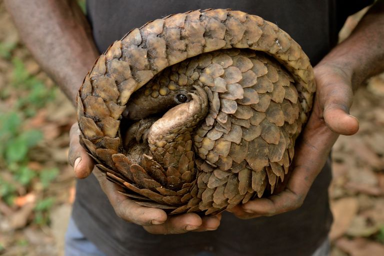 https://www.gettyimages.com/detail/photo/long-tailed-pangolin-in-the-hands-of-a-poacher-royalty-free-image/993489754?phrase=pangolin&adppopup=true