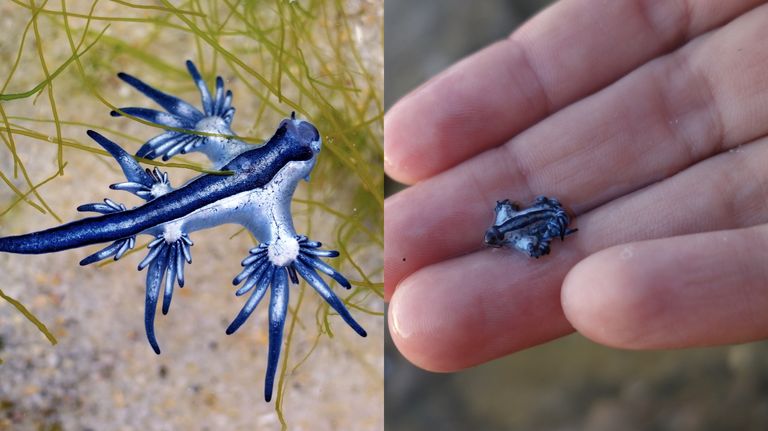 https://www.gettyimages.com/detail/photo/blue-dragon-glaucus-atlanticus-blue-sea-slug-royalty-free-image/986495960?phrase=Glaucus%20atlanticus&adppopup=true