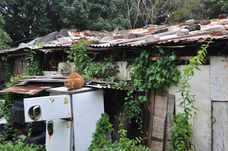 https://www.gettyimages.com/detail/photo/cat-sits-on-abandoned-fridge-royalty-free-image/1172084679?phrase=abandoned%20island%20china&adppopup=true