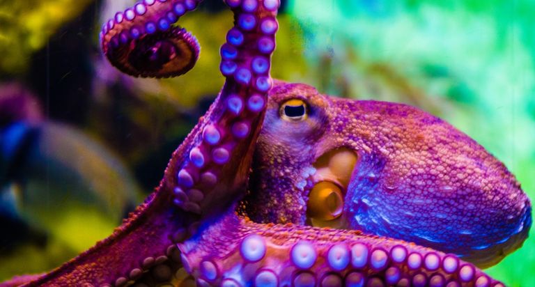 https://www.gettyimages.com/detail/photo/octopus-octopus-in-a-seawater-aquarium-squid-in-royalty-free-image/1213557214?phrase=octopus%20eye&adppopup=true
