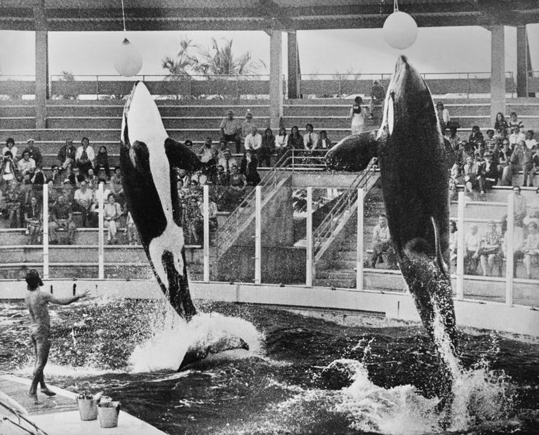 https://www.gettyimages.co.uk/detail/news-photo/two-captive-killer-whales-performing-at-the-seaquarium-in-news-photo/1457648822