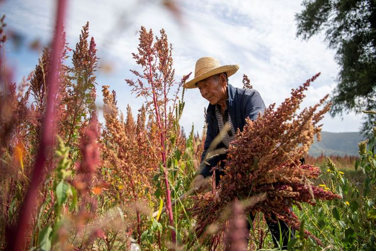 https://www.gettyimages.co.uk/detail/news-photo/villager-harvests-quinoa-at-a-field-in-nanshe-village-in-news-photo/1243330064?adppopup=true%2FYang+Chenguang%2FXinhua+via+Getty+Images