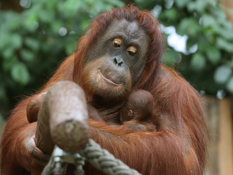https://www.gettyimages.co.uk/detail/news-photo/the-merely-three-day-old-and-yet-nameless-orang-utan-baby-news-photo/1040976650?adppopup=true