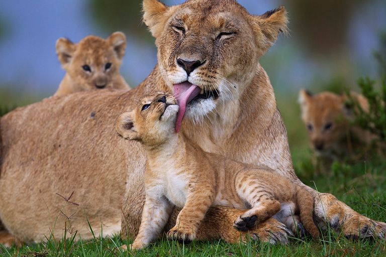 https://www.gettyimages.co.uk/detail/photo/lioness-resting-with-her-playful-cubs-royalty-free-image/158050945?phrase=lioness+and+cub&adppopup=true