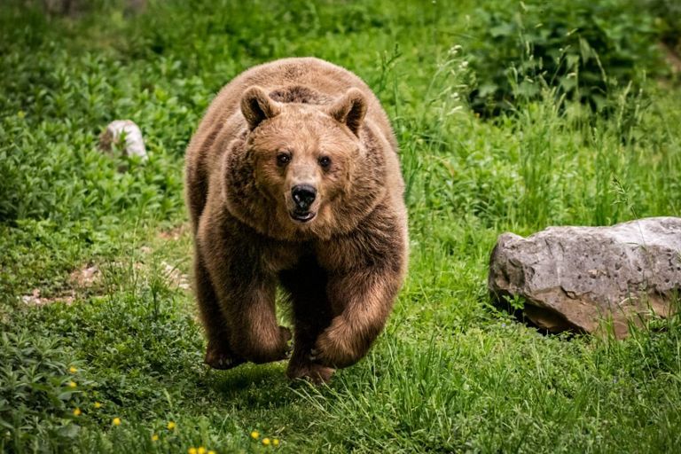 https://www.gettyimages.co.uk/detail/photo/running-brown-bear-royalty-free-image/1226440805?phrase=bear+attack&adppopup=true