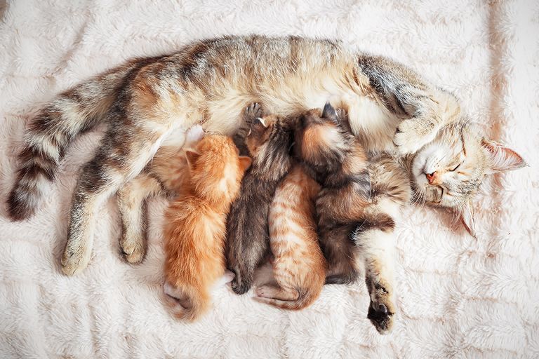 https://www.gettyimages.co.uk/detail/photo/mother-cat-nursing-baby-kittens-royalty-free-image/1070428270?phrase=mother+and+baby+animal&adppopup=true