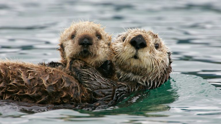 https://www.gettyimages.co.uk/detail/photo/sea-otter-with-pup-royalty-free-image/522615548?phrase=Otter+with+pup&adppopup=true