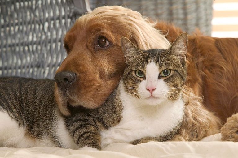 https://www.gettyimages.co.uk/detail/news-photo/cocker-spaniel-relaxing-with-a-cat-canis-familiaris-indoors-news-photo/578258900