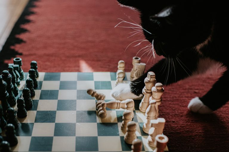 https://www.gettyimages.com/detail/photo/cat-knocks-over-pieces-on-a-chessboard-royalty-free-image/1428445893?phrase=smart+cat&adppopup=true