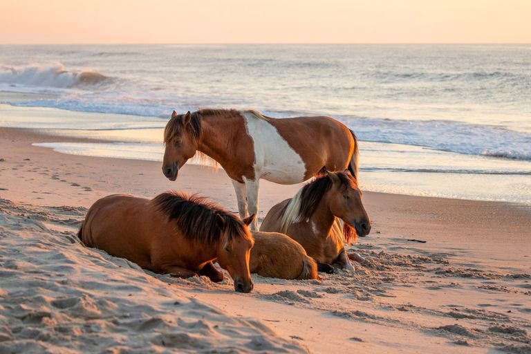 https://www.gettyimages.co.uk/detail/photo/wild-horses-on-assateague-island-at-sunrise-royalty-free-image/1270068861?phrase=Chincoteague+ponies+
