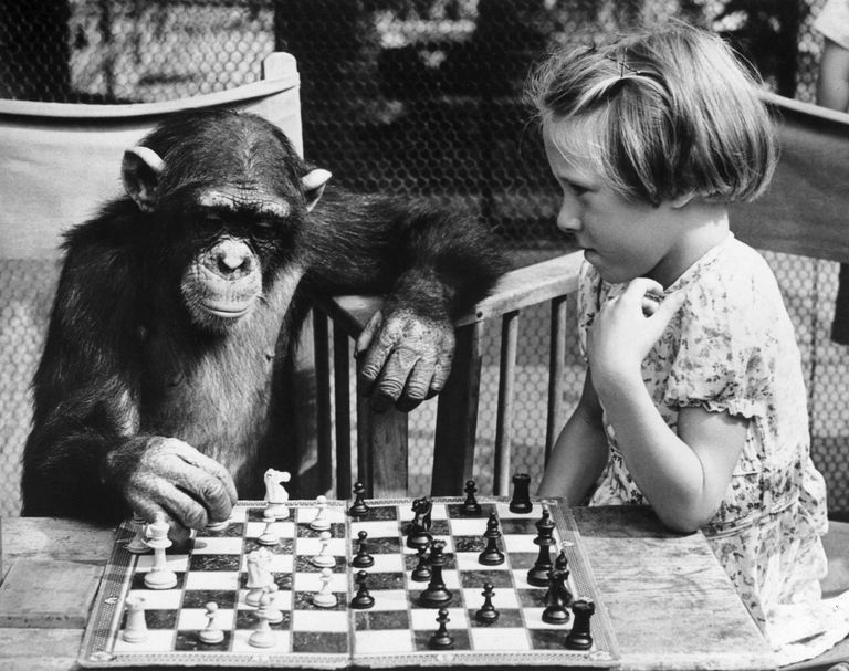 https://www.gettyimages.co.uk/detail/news-photo/young-girl-from-brighton-plays-a-game-of-chess-with-fifi-news-photo/3302140?adppopup=true