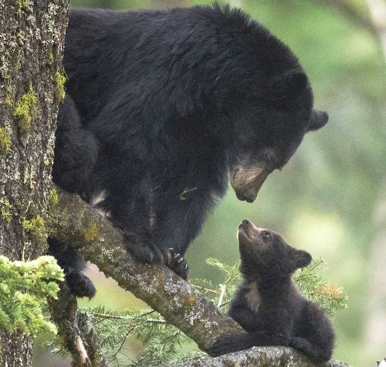https://www.gettyimages.co.uk/detail/photo/mother-black-bear-with-her-cub-royalty-free-image/983093046?phrase=animal+babies+in+the+wild&adppopup=true